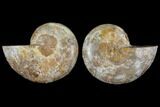 Cut & Polished, Agatized Ammonite Fossil (Pair)- Jurassic #110778-1